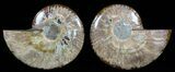 Polished Ammonite Pair - Agatized #51739-1